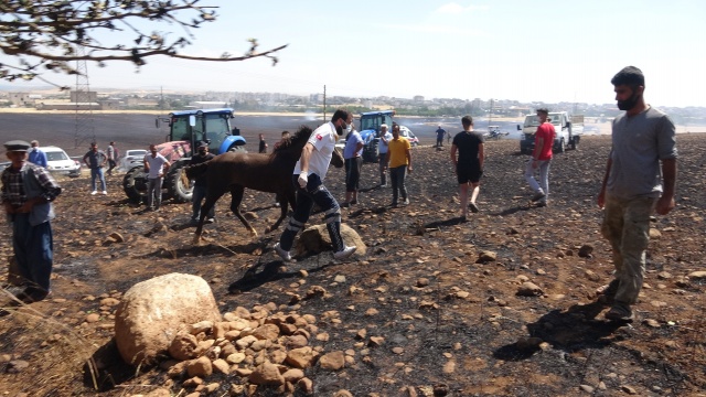 Yangında hayvanlar yaralandı, insanlar zehirlendi