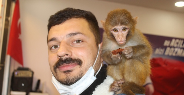 Bu maymun acı çiğköfte seviyor