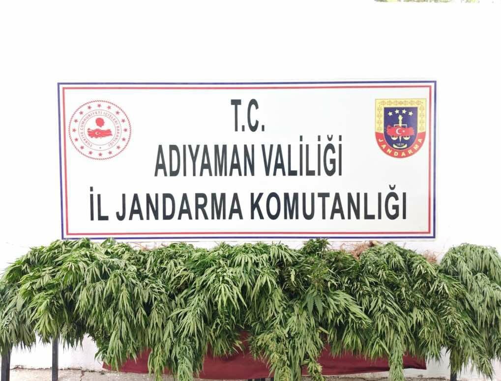 Adıyaman’da kenevir bitkisi ele geçirildi