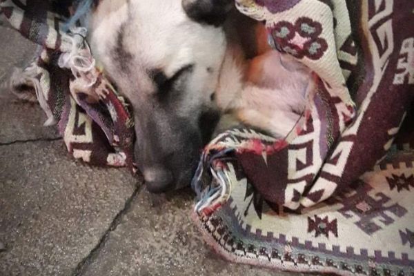 Aç kalan sokak köpeklerini kavurma ile doyurdu battaniye ile ısıttılar