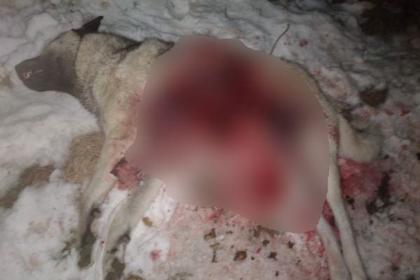 Aç kurt sürüsü köpeği parçaladı