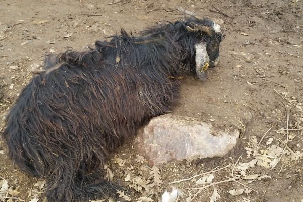 Aç kurtlar köye inip saldırdı