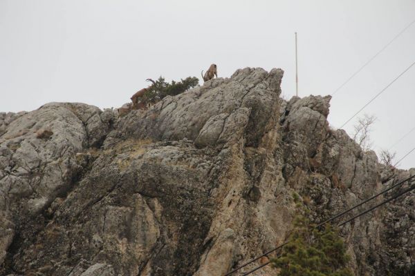 Açlıktan İlçeye İndiler 