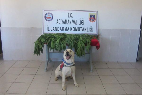 Adıyaman’da 282 kök kenevir bitkisi ele geçirildi