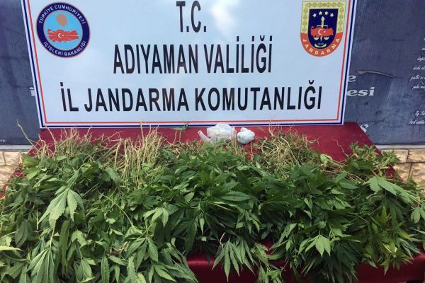Adıyaman’da 2 bin 765 kök Hint keneviri ele geçirildi