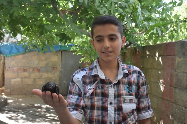 Adıyaman'da Ebabil kuşu bulundu