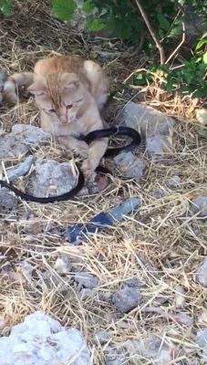 Adıyaman’da kedinin yılanla oyunu