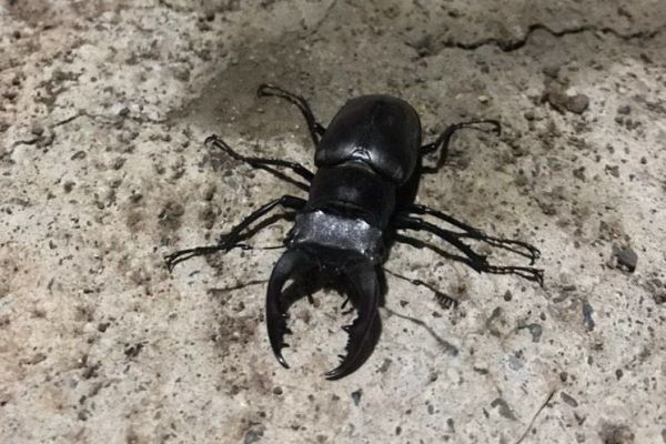 Adıyaman’da 'kırmızı liste'de yer alan geyik böceği görüntülendi
