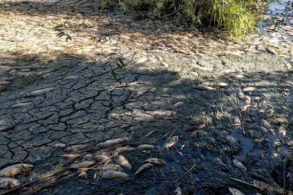 Adıyaman’da korkutan toplu balık ölümleri