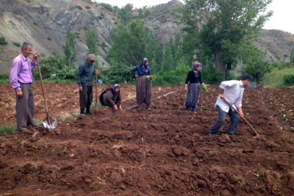 Adiyaman'da, Kuraklık Nedeniyle Tütünler Erken Dikiliyor