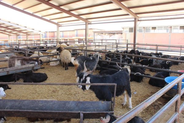 Adıyaman’da kurbanlık satışları başladı