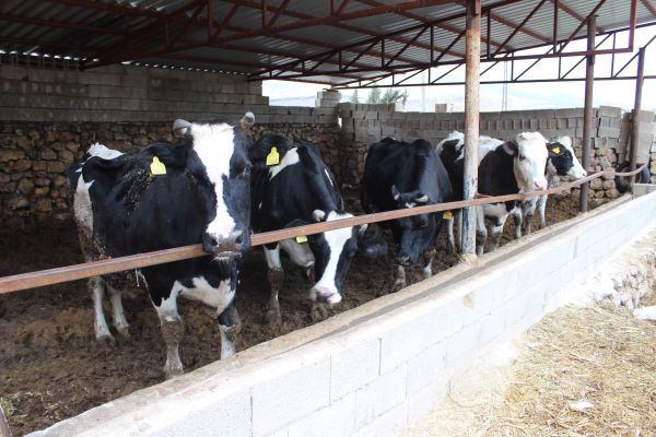 Adıyaman’da Şap Hastalığında Yüzde 93 Oranında Aşılama Yapıldı