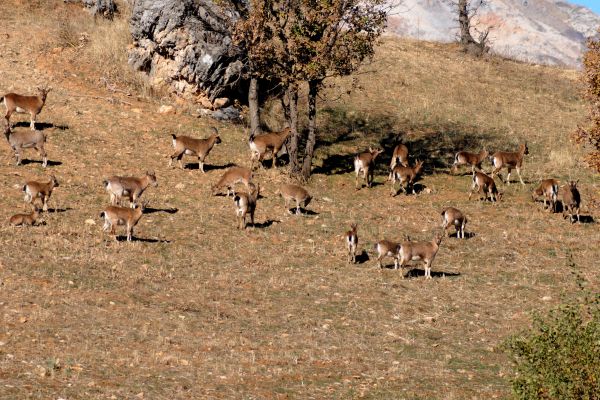 Adıyaman’da yaban keçisi sayısı arttı