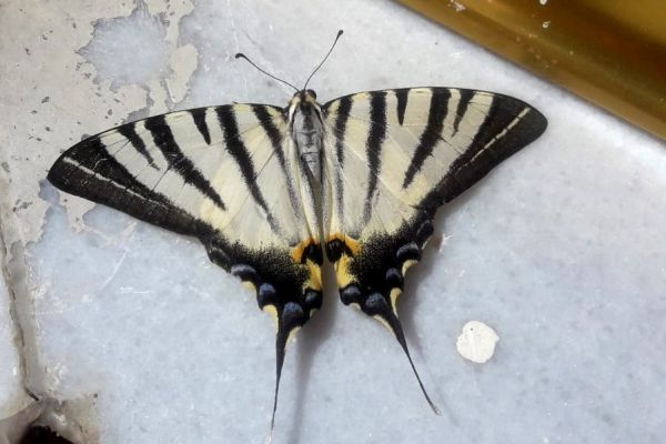 Adıyaman’da zebra çatal kuyruklu kelebek görüldü