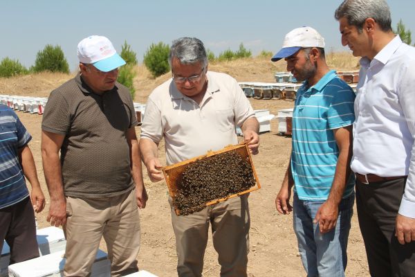 Adıyaman’ın yerli arıları tanımlanıyor