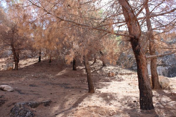 Ağaçlar yangından 3 ay sonra kurumaya başladı
