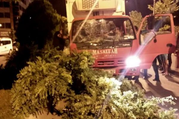 Ağaçlara çarparak durabildi