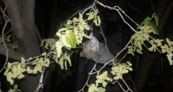 Ağaçta asılı kalan kuşu itfaiye kurtardı