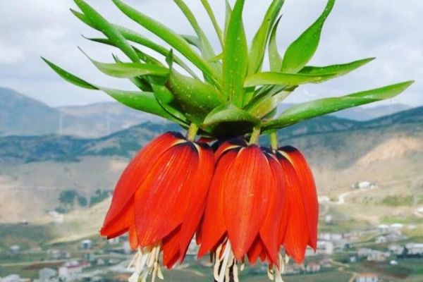 Ağlayan gelinlerin boynu bükük kaldı