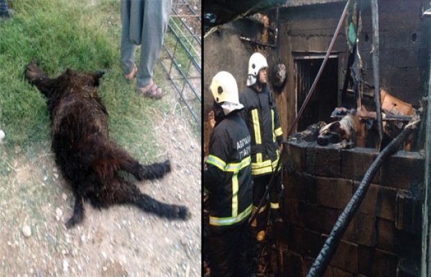  Ahır Yangınında, 3 Küçükbaş Hayvan Telef Oldu
