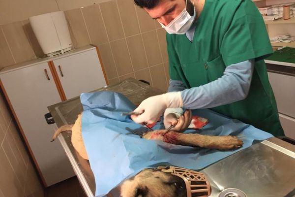 Ayağı kırılan köpek tedavi edildi