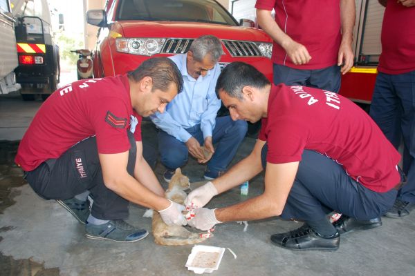 Ayakları Kırık Yaralı Kediye İlk Müdahale İtfaiye Ekiplerinden