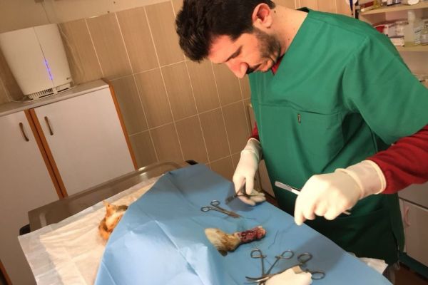 Ayakları kırılan kedi ameliyata alındı