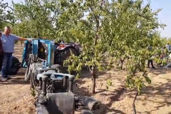 Badem hasat sezonu başladı