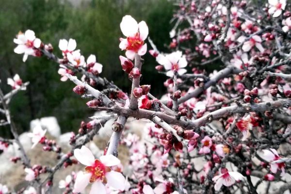 Bademler Çiçek Açtı