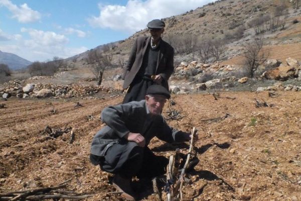 Bağ budama dönemi başladı