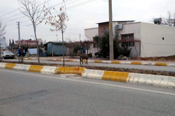 Başıboş Hayvan, Sürücülere Zor Anlar Yaşattı