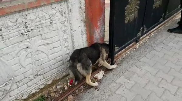 Başını duvar ile kapı arasına sıkışan köpek kurtarıldı