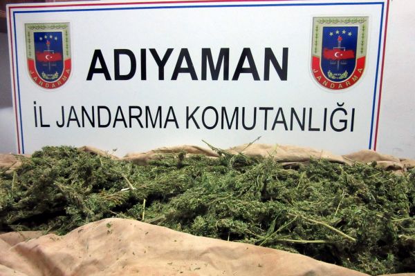 Bin 217 kök kenevir ele geçirildi