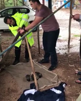 Bu defa yavru köpekler için seferber oldular
