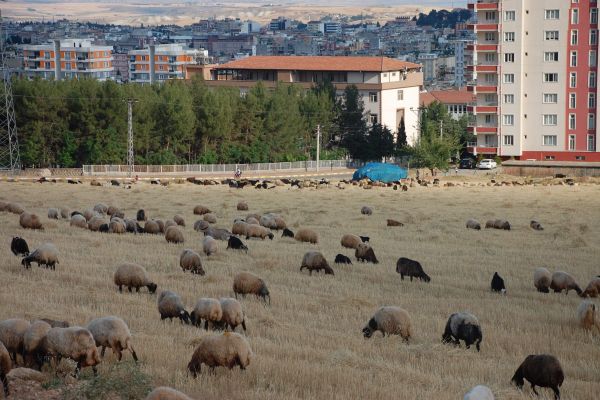 Buğday Ve Arpa Hasadı Hayvan Sahiplerinin Yüzünü Güldürdü