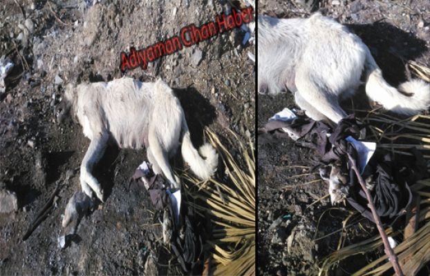 Bunu Yapan İnsan Olamaz..!