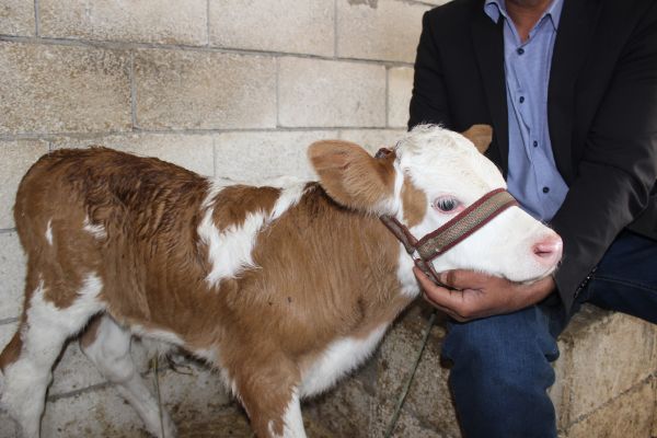 Buzağıdaki 'ay yıldız' benzeri şekil ilgi uyandırdı