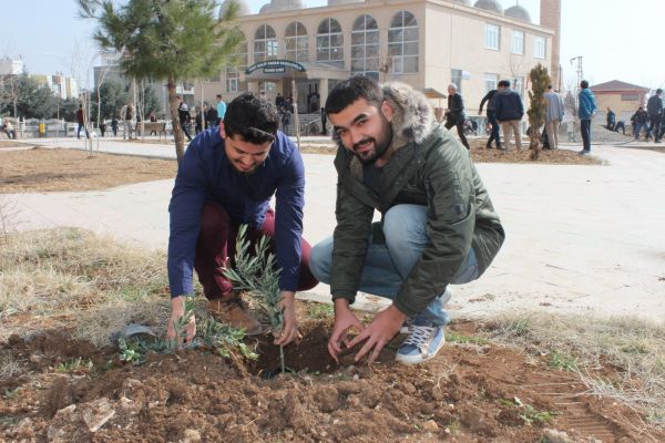 Cami bahçesine zeytin fidanları dikildi