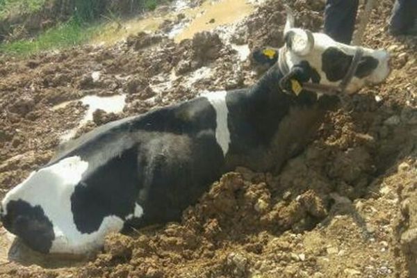 Çamura saplanan inek kurtarıldı