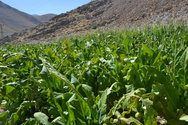 Çelikhan’da 200 Dönüm Araziyi Dolu Vurdu