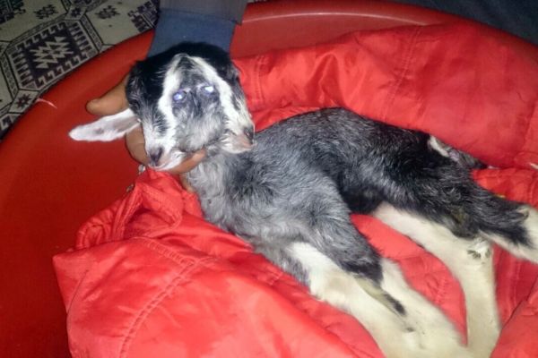 ÇİFT BAŞLI OĞLAK HAYATA TUTUNUYOR