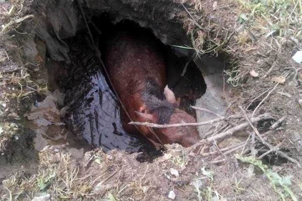 Çukura Düşen Atı İtfaiye Kurtardı