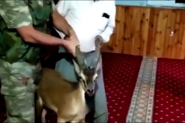 Dağ keçisi camiye girdi