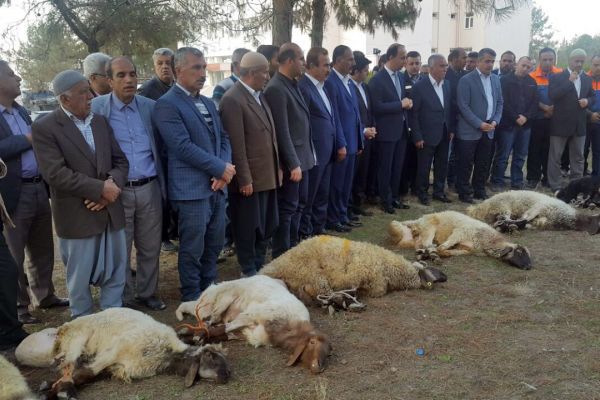 Deprem bölgesinde kurbanlar kesildi 