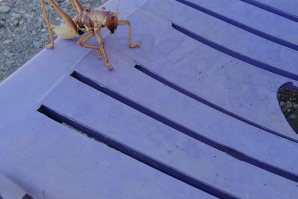 Dev çekirge Adıyaman’da görüldü