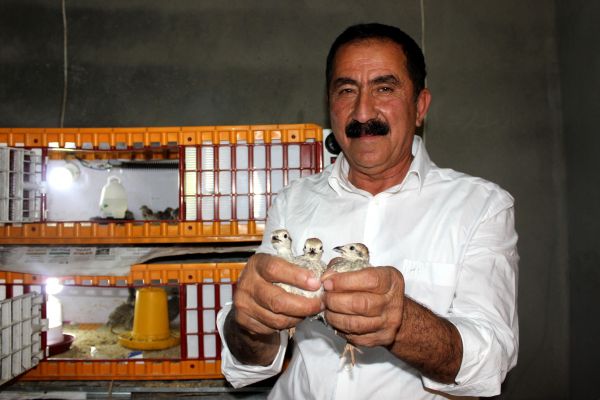 Doğa dostu muhtar kuluçka makinesinde keklik yetiştiriyor