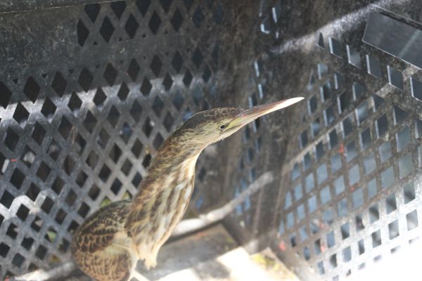 Dünyada nesli tükenmekte olan kuş Adıyaman'da görüldü