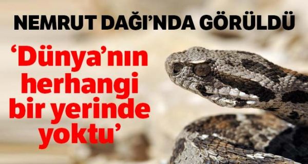 Dünyanın hiç bir yerinde yok Nemrut Dağında göründü