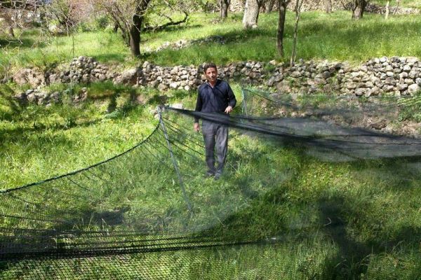 Dutlar Daha Hijyenik Koşullarda Toplanacak