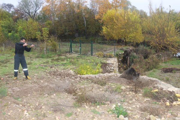 Ekipler yaralı domuz için seferber oldu